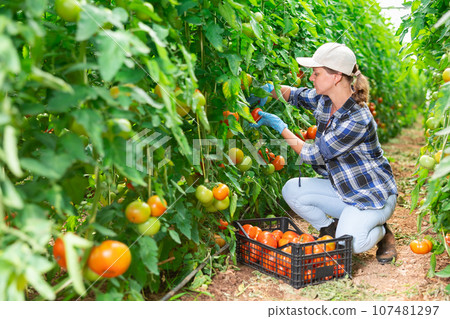 Woman gardener harvesting ripe tomeatoes 107481297