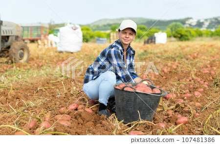Woman farm worker picking potato tubers into bucket in field 107481386