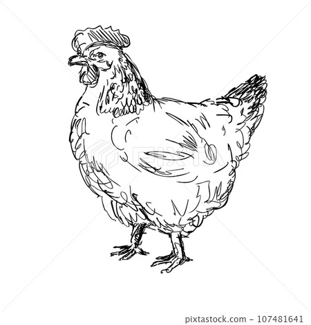 Sussex Chicken or Hen Side View Drawing Sussex Chicken or Hen Side View Drawing 107481641