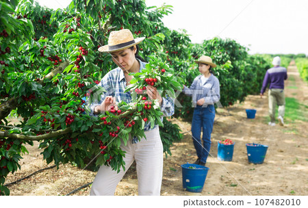 Asian woman working at the farm 107482010