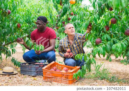 Two farmer harvesting ripe peaches in garden Two farmer harvesting ripe peaches in garden 107482011