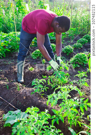 Afro male gardener working in vegetable garden Afro male gardener working in vegetable garden 107482115