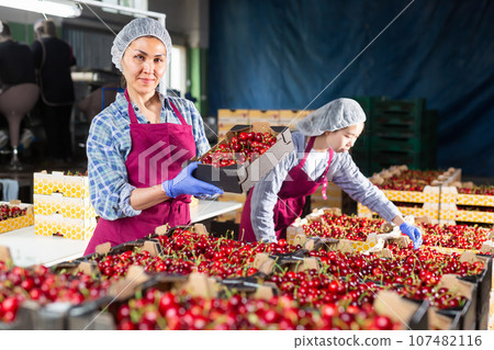 Women in cherry warehouse Women in cherry warehouse 107482116
