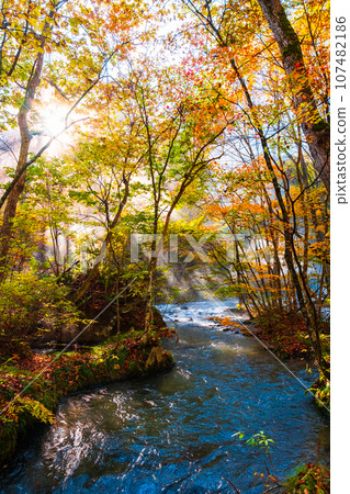 Oirase Stream (Autumn) Oirase Stream (Autumn) 107482186