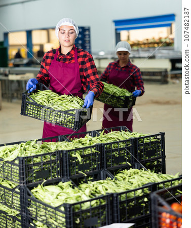 Portrait of woman working on sorting line at vegetable warehouse, stacking boxes with selected beans closeup Portrait of woman working on sorting line at vegetable warehouse, stacking boxes with selected beans closeup 107482187