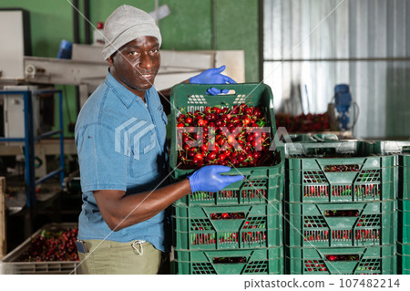 Gardener posing with boxes with cherry at agriculture manufacture 107482214