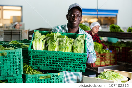 Man working on sorting line in vegetable factory, stacking plastic boxes with selected green lettuce prepared for storage or delivery to stores 107482215