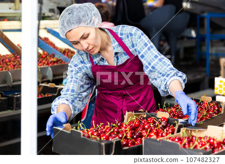 Asian woman sorting cherries 107482327