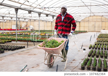 Hardworking african american man farmer takes out plant waste Hardworking african american man farmer takes out plant waste 107482364