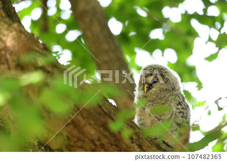 Bee and young owl Bee and young owl 107482365