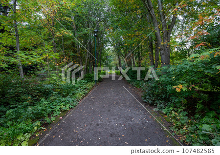 Akureyri Botanical Gardens, Iceland in autumn. 107482585