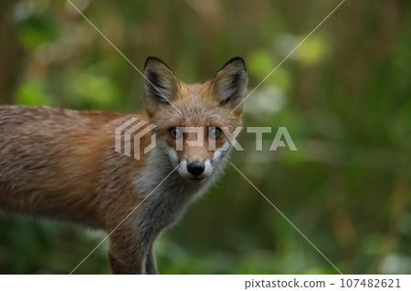 我在秋天的森林裡遇見的一隻紅狐2 107482621