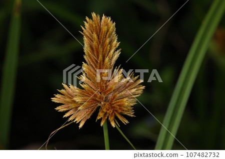 Natural plant, flower spikes extending in three directions. The spikes are spikelets and each scale is a flower. 107482732
