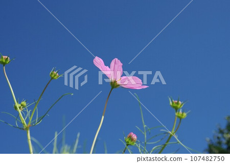 Cosmos shining in the blue sky Cosmos shining in the blue sky 107482750