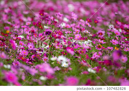 波斯菊花園 波斯菊花園 107482826