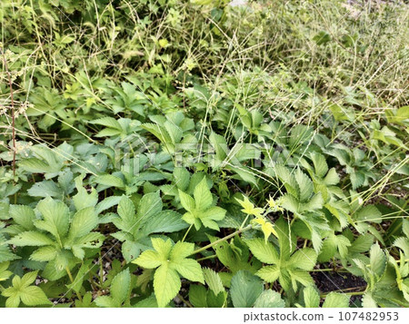 Canarum grass growing on the roadside 107482953