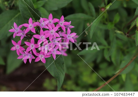 Autumn flowers in the Satoyama garden 107483447