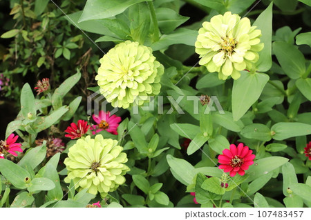 Autumn flowers in the Satoyama garden Autumn flowers in the Satoyama garden 107483457