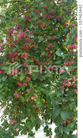 姬露蘋果樹 107483642