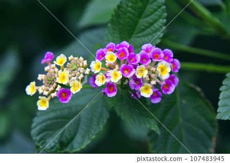 70936 Lantana 107483945