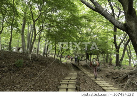 Walking in the fresh green Walking in the fresh green 107484128