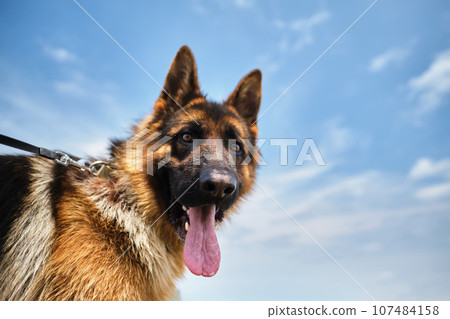 The dog looks at the camera. The dog looks at the camera. 107484158