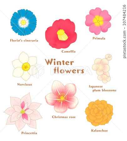 winter flower icon 107484216