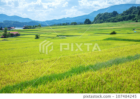 國木平的秋天稻田 國木平的秋天稻田 107484245