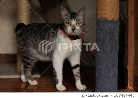 Cat  107484443