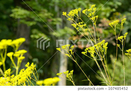 Autumn seven herbs - yellow flowers of Ominaeshi Autumn seven herbs - yellow flowers of Ominaeshi 107485452