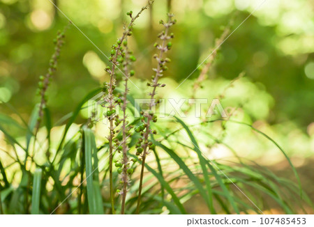 秋季水果 - 夏季穆斯卡里 (Yabran) 秋季水果 - 夏季穆斯卡里 (Yabran) 107485453