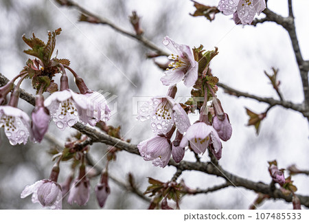 Mountain cherry blossoms that have begun to bloom Mountain cherry blossoms that have begun to bloom 107485533