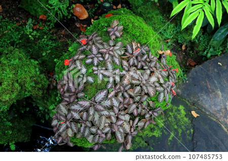 Carpet plant and moss on a rock. 107485753