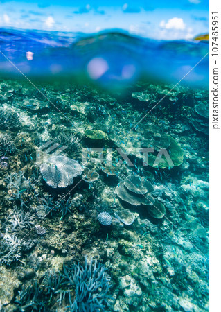 Miyako Blue half-water photo of coral reef around Ogami Island 107485951