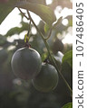 百香果 107486405