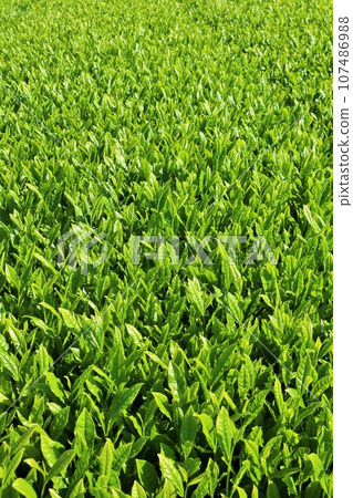 Early summer fresh green tea plantation Early summer fresh green tea plantation 107486988