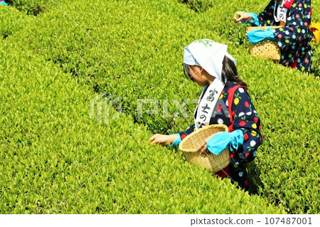 初夏：在新鮮的綠茶田裡採茶 107487001