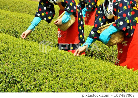 Early summer: Picking tea in the fresh green tea fields 107487002