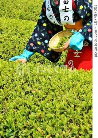 Early summer: Picking tea in the fresh green tea fields 107487003