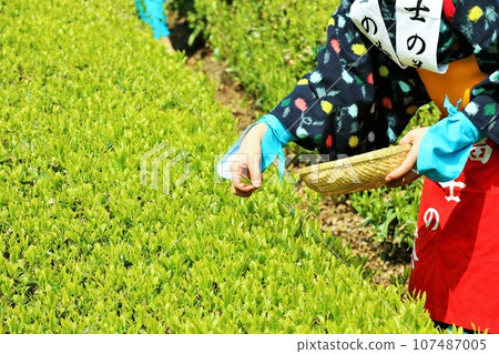 Early summer: Picking tea in the fresh green tea fields Early summer: Picking tea in the fresh green tea fields 107487005