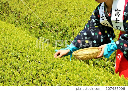 Early summer: Picking tea in the fresh green tea fields Early summer: Picking tea in the fresh green tea fields 107487006