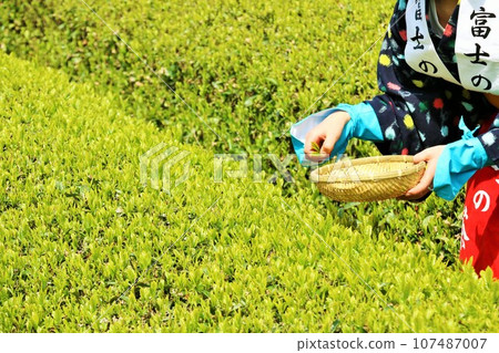 Early summer: Picking tea in the fresh green tea fields 107487007