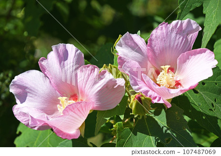 不是必需的（芙蓉） 107487069