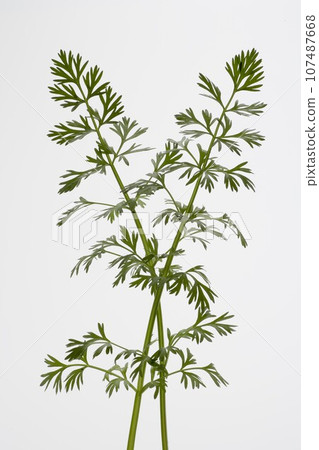 Caraway (barb) 107487668