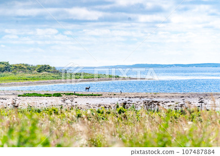 Notsuke Peninsula - Fear of disappearing in 100 years due to crustal movement - Sand spit - Animal paradise - Sika deer 107487884