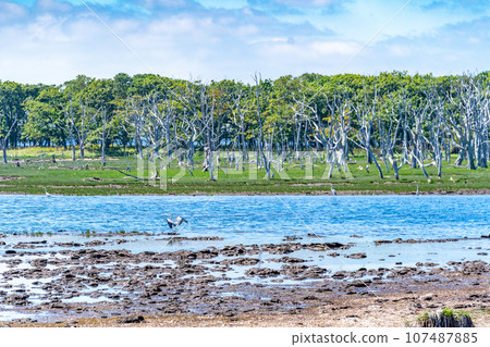 Notsuke Peninsula, feared to disappear in 100 years due to crustal movement, sand spit, animal paradise, wild birds Notsuke Peninsula, feared to disappear in 100 years due to crustal movement, sand spit, animal paradise, wild birds 107487885