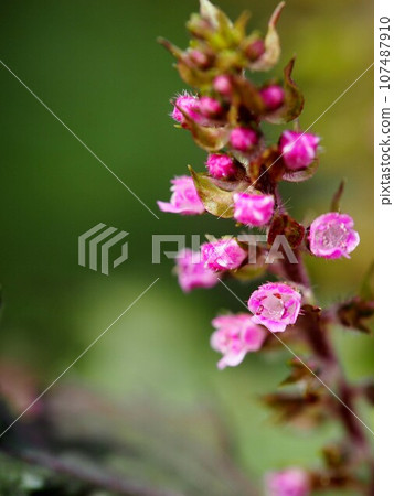 紫蘇小花(紅紫蘇花和花蕾特寫) 紫蘇小花(紅紫蘇花和花蕾特寫) 107487910