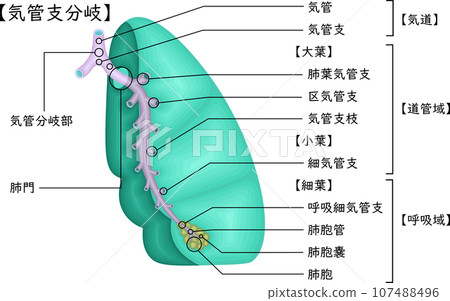 肺支氣管分支圖日語 107488496