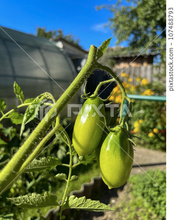 a small green tomato growing in the garden a small green tomato growing in the garden 107488793
