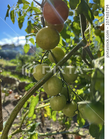 tomatoes grow and ripen in the garden on the bed 107488794